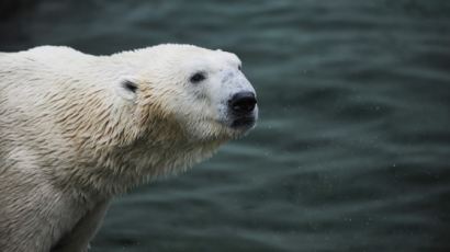 국내 마지막 북극곰 통키, 영국으로 이민간다