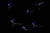  헝가리 긴꼬리 하루살이가 10일 부다페스트 티사강에서 아름다운 비행을 하고 있다. [EPA=연합뉴스]