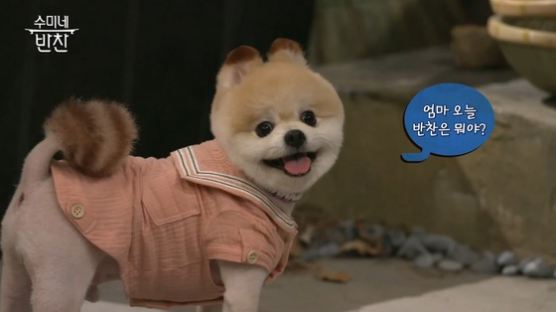 "강아지가 소품이냐"…tvN '수미네 반찬'에 뿔난 애견인들