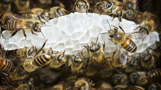 95%가 사라진 '멸종 위기' 토종 꿀벌…되살릴 수 없나