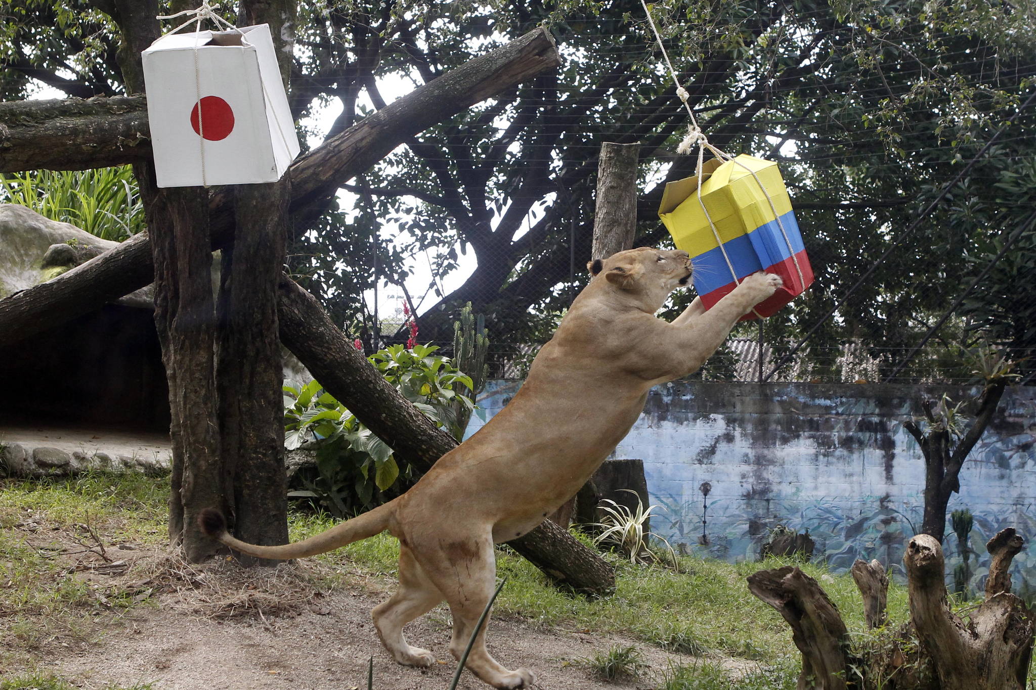 콜롬비아 메델린에 있는 산타페 동물원의 암사자 발렌티나가 15일(현지시간) 나무에 걸린 콜롬비아와 일본의 국기가 그려진 상자 중 콜롬비아 상자를 선택하고 있다. [EPA=연합뉴스]