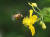 지난 5월 강원 춘천시 온의동 산책길에 만난 애기똥풀의 꽃에서 꿀벌이 꿀을 찾고 있다. 꿀벌의 다리에는 애기똥풀의 노란 꽃가루가 잔뜩 묻어 있다. [연합뉴스]