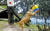 콜롬비아 동물원의 암사자 발렌티나가 일본과 1차전에서 콜롬비아의 승리를 점치고 있다. [EPA=연합뉴스]