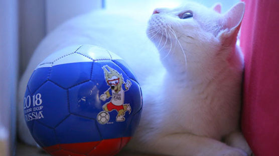러시아 월드컵 경기 결과 맞춘 '점쟁이' 고양이