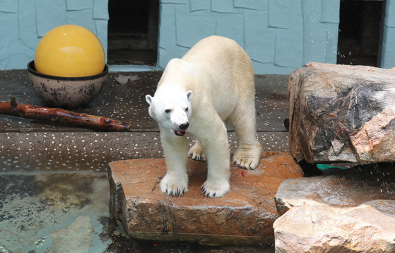[서소문사진관]국내 유일 북극곰 '통키' 마지막 여름나기