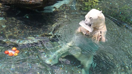 [사진] 국내 유일 24세 북극곰 ‘통키’의 마지막 여름