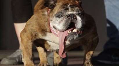 [서소문사진관] 세계에서 가장 못생긴 개...내가 1등