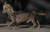  검은 머리의 중국 닥스훈트 잡종 &#39;히미사부&#39;가 23일(현지시간) 미국 샌프란시스코 소노마 마린에서 열린 세계에서 가장 못생긴 개 대회에 출전, 워킹하고 있다. [AP=연합뉴스]