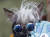  23일(현지시간) 미국 샌프란시스코 소노마 마린에서 열린 세계에서 가장 못생긴 개 대회에 참가한 &#39;라스칼 듀스( Rascal Deux). [AP=연합뉴스]