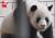 중국 우한시 동물원에 있는 판다 웨이웨이. 코 부분이 헤져 분홍 살이 드러나 있다. [사진 유튜브 캡처]