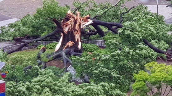 500살 된 수원 느티나무, 장맛비로 '빠직'