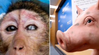 돼지 각막 이식받은 원숭이 1년간 ‘정상’