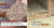 혹파리 출몰 원인으로 지목된 파티클 보드(나무 조각이나 톱밥에 접착제를 섞어 고온 고압으로 압착시켜 만든 가공재, 왼쪽)와 집안에서 발견된 흑파리(오른쪽)[제보자들 화면 캡처]