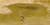 준설공사로 생긴 작고 얕은 신천 물웅덩이에 잉어 떼가 고립돼 있고, 그 옆에서 왜가리가 나타나 호시탐탐 잉어를 노리고 있다. [사진 연천동두천닷컴]