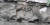  ‘황구렁이’가 경기도 연천군 차탄천 변 주상절리에서 모습을 드러냈다. [사진 연천동두천닷컴]
