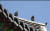 지리산 화엄사 경내 건물 지붕 위에서 쉬고 있는 양비둘기 [사진 국립공원관리공단]