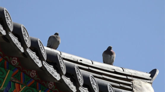 멸종위기 처한 토종 양비둘기, 부처님 품에서 보호받는다