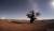2016년 8월 칠레에서 촬영한 사진. 삼각대에 캐논6D 카메라로 은하수가 배경인 고목을 찍었다. [사진 호빔천문대]