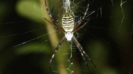 거미 사냥 방식 다르면 독 기능도 달라…국내 연구진 확인