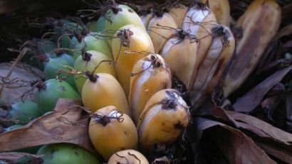 바나나 멸종 막을 나무…이제 딱 5그루 남았다