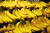 현재 전세계서 가장 널리 상품으로 유통되고 있는 바나나는 &#39;캐번디시&#39; 종이다. 캐번디시 종은 영양생식으로 인해 유전자가 모두 똑같으며 변종 파나마 병에 취약한 특징이 있다. [출처 stevehopson.com]