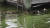 한 머스코비 오리 가족이 녹조가 낀 수로를 헤엄쳐 지나고 있다. [AP=연합뉴스]