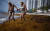 지난 11일(현지시간) 미국 플로리다 써니아일즈 해변에서 관광객들이 번성한 해조류가 밀려온 백사장을 걷고 있다. [AP=연합뉴스]
