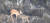18m 높이에서 폭포수가 쏟아지는 경기도 연천군 한탄강 재인폭포에 갇힌 고라니. [사진 연천동두천닷컴]   