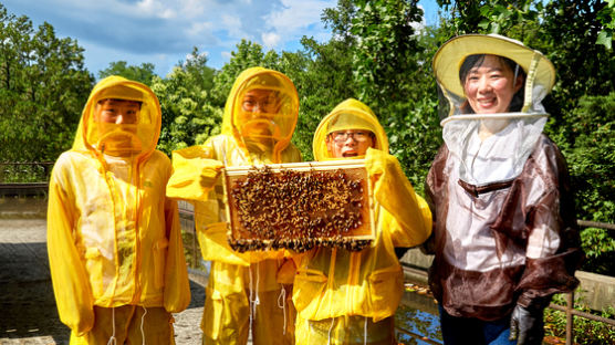 [소년중앙] 야생 벌 40%가 멸종 위기…살기 힘든 꿀벌이여, 도시에서 함께 살자