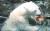 경기도 용인시 에버랜드 동물원에서 북극곰 통키가 얼린 생선과 과일을 먹으며 더위를 식히고 있다. [뉴스1]