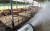 17일 오후 광주 충효동의 한 축사에서 북구청 직원들이 살수차량을 이용해 물을 뿌리고 있다. [사진 광주 북구청]