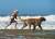 2017년 10월 21일, 미국 샌프란시스코의 한 해변에서 개와 놀고 있는 아이. 개는 흔히 인간의 가장 오래되고 친한 동물로 알려져 있다. [연합뉴스]