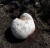 전북 남원시 지리산자락의 한 사과밭에서 발견된 댕구알버섯(Calvatia nipponica). 지름이 18~20cm에 달하는 축구공 모양이며 표면은 하얀색이다.[사진 남원시]