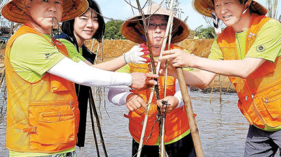 [시선집중] 베트남 맹그로브 숲 복원 … '아시아의 허파'를 되살립니다