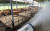 폭염이 지속되면서 가축 폐사 등 피해가 잇따르고 있는 가운데 17일 오후 광주 충효동의 한 축사에서 북구청 직원들이 살수차량을 이용해 물을 뿌리고 있다. [뉴시스]