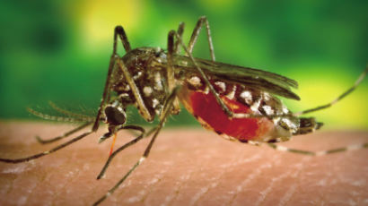 ‘자취감춘 모기들’…폭염에 말라리아 환자 감소