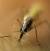 사람의 피를 빨고 있는 모기. 이 과정을 통해 말라리아 원충이 피부에 침투하게 된다. [사진 하이델베르크대]