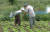 70대 노부부가 배추밭에서 비료를 뿌리며 밭일을 하고 있다. [중앙포토]
