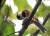 곤줄박이가 감나무 위에서 사냥한 매미를 먹고 있다. [중앙포토]