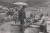 1950년 8월 낙동강 방어전 당시에 양산을 들고 햇볕을 피하며 배식을 받는 미 25사단 장병의 모습. 이처럼 모든 수단을 동원하여 더위를 피하면서 전투를 벌였다. [사진 미 육군]