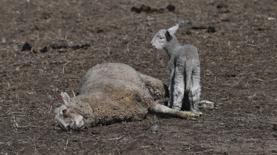 [서소문사진관] 400년만의 호주 가뭄, 어린 양은 살아남을까?