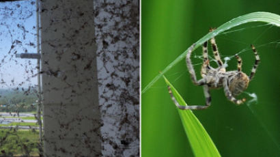 입주 1년 만에 새 아파트 뒤덮은 거미떼의 정체