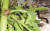지난달 이삼구 대표의 귀뚜라미 대량 사육 연구동에서 귀뚜라미들이 호박잎을 먹고 있다. [조강수 기자]