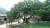 충북 영동군 학산면 박계리에 있는 독립군 나무. [사진 영동군]