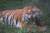 서울대공원이 1998년부터 북한의 평양 중앙동물원과 야생동물 교류사업을 추진해 1999년 1월 북측에서제공받은 백두산 호랑이. [중앙포토]