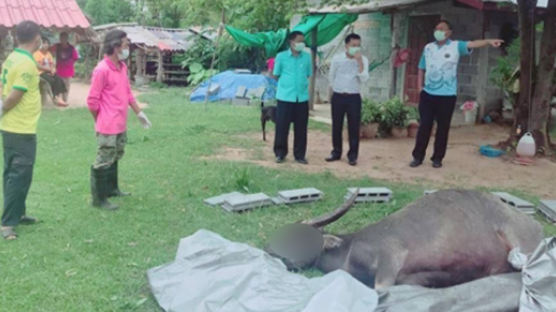400명 나눠먹은 소 알고보니 광견병…태국 동부 감염 공포