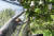  제 19호 태풍 솔릭이 한반도를 향해 북상하고 있는 가운데 20일 오후 대전 유성구 대정동의 과수원에서 한 농민이 낙과를 방지하기 위해 방풍망을 설치하고 있다. [뉴시스]