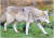 회색늑대(Canis lupus). 회색늑대는 개와 적어도 3만 년 전에 공통조상에서 분리되었다. 개(Canis lupus familiaris)는 갯과 개속에 속한 회색늑대 종 안에 속한 아종이며, 우리가 알고 있는 다양한 개의 종류는 품종에 해당한다.