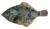 도다리는 귀한 생선이다. 남해안 어민들은 ‘문치가자미’를 도다리라 부른다. 사진은 문치가자미다.