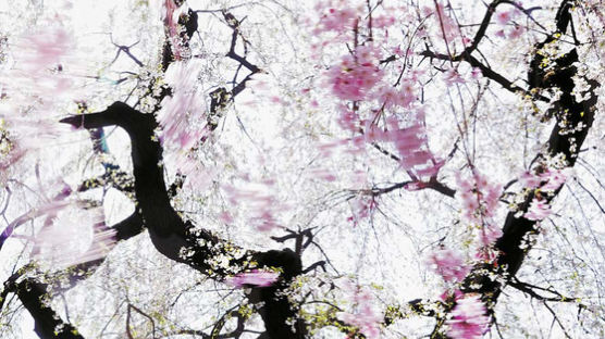 [PHOTO ESSAY] 수양벚꽃의 춤